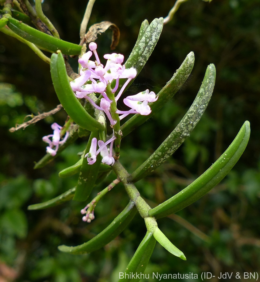 Robiquetia rosea (Lindl.) Garay